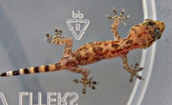 picture of a geko